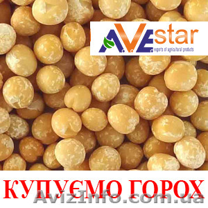Закуповуємо на експорт Горох  - <ro>Изображение</ro><ru>Изображение</ru> #1, <ru>Объявление</ru> #1581816