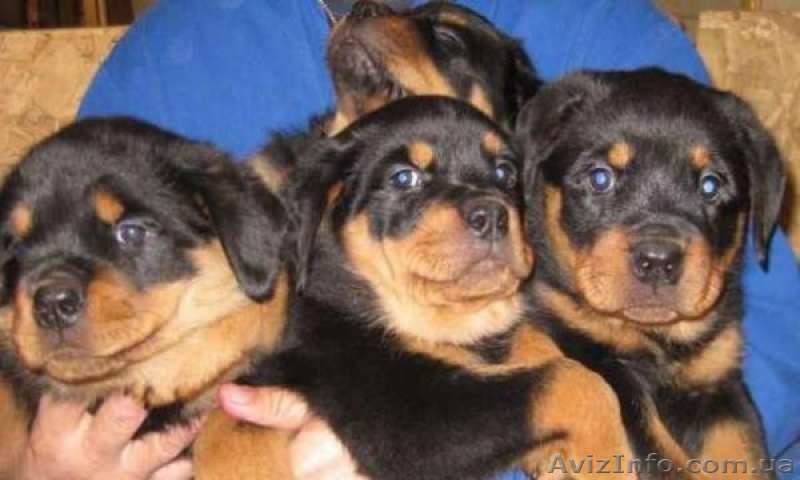 Породистые щенки ротвейлера в Киеве и Украине - <ro>Изображение</ro><ru>Изображение</ru> #1, <ru>Объявление</ru> #1590713