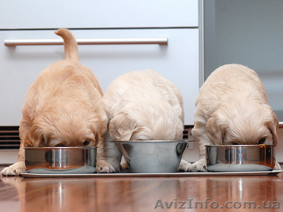 Магазин товаров для животных. - <ro>Изображение</ro><ru>Изображение</ru> #1, <ru>Объявление</ru> #1589946