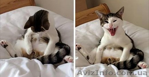 Кастрация кота 600 грн, стерилизация кошки 900 грн. - <ro>Изображение</ro><ru>Изображение</ru> #1, <ru>Объявление</ru> #1597228