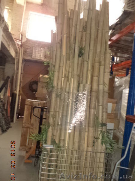 Бамбук Декоративный бу. - <ro>Изображение</ro><ru>Изображение</ru> #1, <ru>Объявление</ru> #1601281