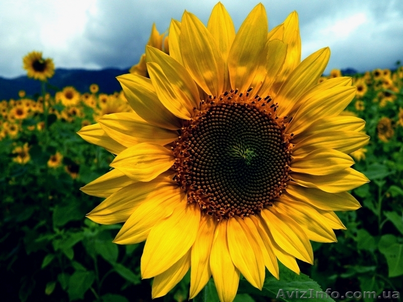 Пропонуємо насіння соняшнику Аркансель - <ro>Изображение</ro><ru>Изображение</ru> #1, <ru>Объявление</ru> #1605067