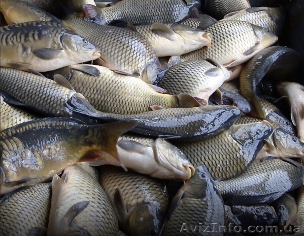 Зарыбок карпа (зеркального), белого амура, толстолоба. - <ro>Изображение</ro><ru>Изображение</ru> #1, <ru>Объявление</ru> #1608493
