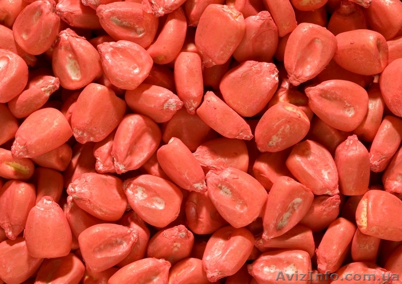 Насіння кукурудзи гібрид Онікс - <ro>Изображение</ro><ru>Изображение</ru> #1, <ru>Объявление</ru> #1605068