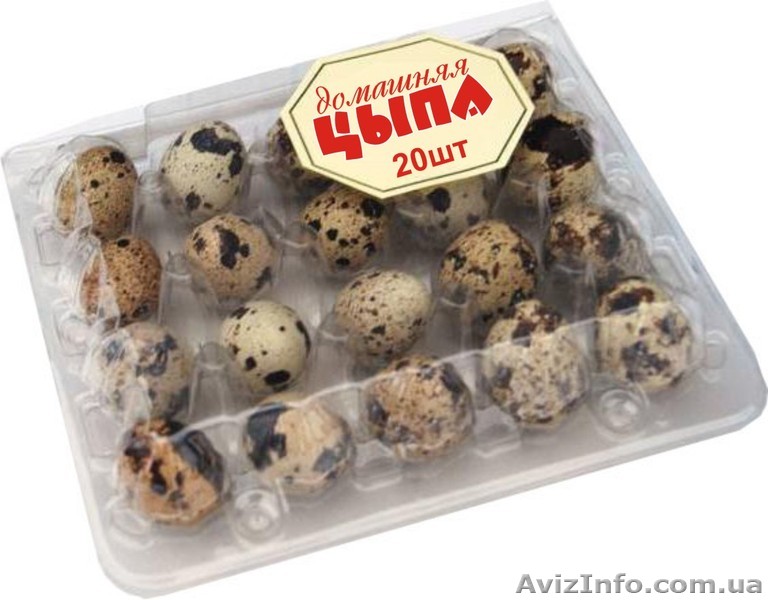 Перепелиные яйца. с.Демидов Киевская область - <ro>Изображение</ro><ru>Изображение</ru> #1, <ru>Объявление</ru> #1602367