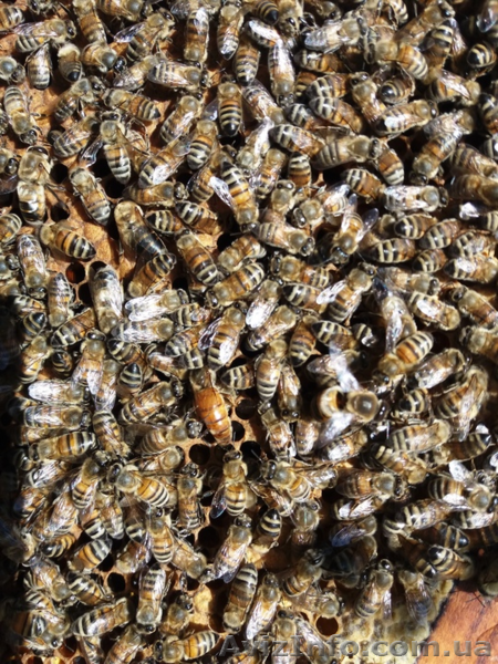 Матки Бакфаст и Карника. Buckfast. Karnika. - <ro>Изображение</ro><ru>Изображение</ru> #1, <ru>Объявление</ru> #1611509