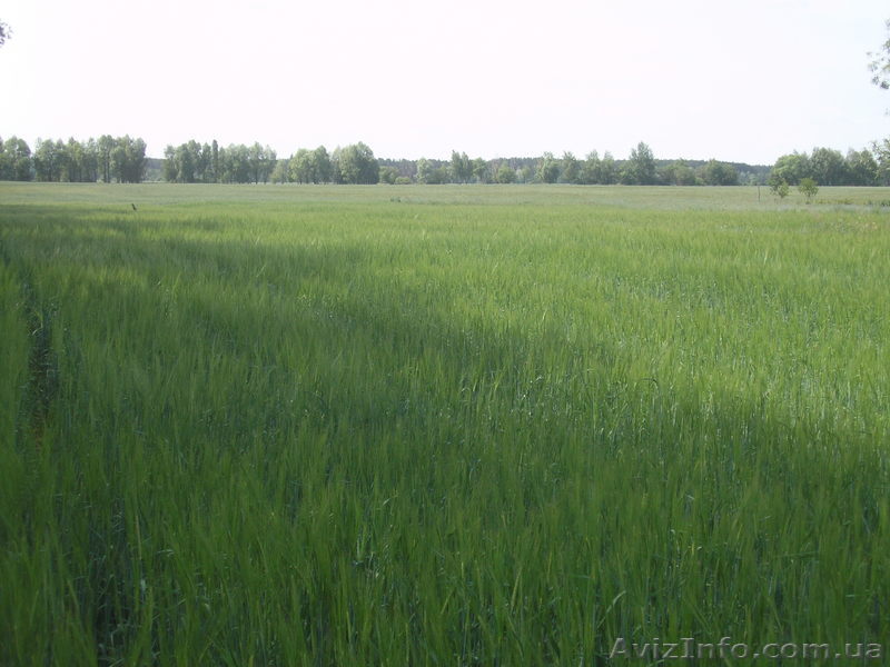 продажа земли - <ro>Изображение</ro><ru>Изображение</ru> #1, <ru>Объявление</ru> #1610466