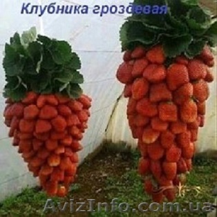 Продам рассаду клубники и малины - <ro>Изображение</ro><ru>Изображение</ru> #1, <ru>Объявление</ru> #1617263