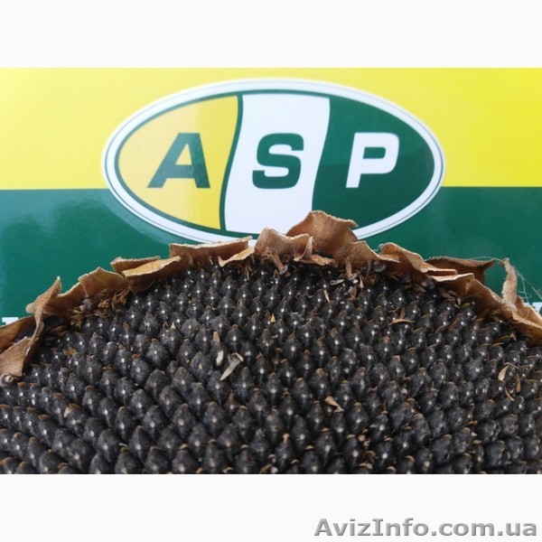 семена подсолнечника Бенето, Жалон, Лейла - <ro>Изображение</ro><ru>Изображение</ru> #1, <ru>Объявление</ru> #1613357