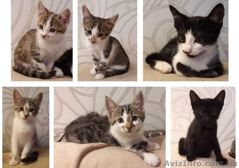 Отдам котят в добрые руки. Киев - <ro>Изображение</ro><ru>Изображение</ru> #1, <ru>Объявление</ru> #1623809