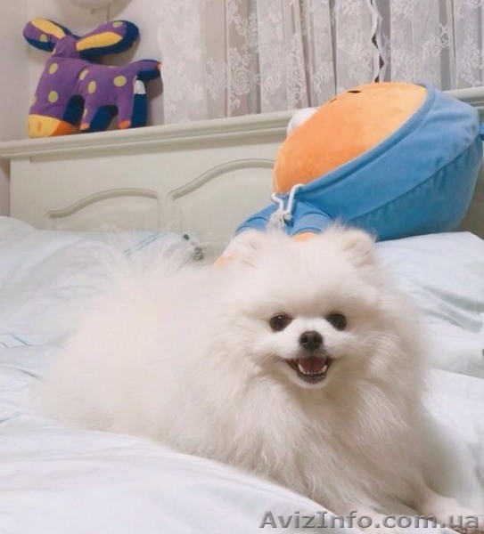 Белые померанские шпицы - <ro>Изображение</ro><ru>Изображение</ru> #1, <ru>Объявление</ru> #1635368