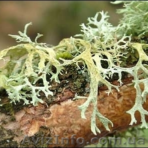 Абсолют дубового мха дубовый мох эфирное масло - <ro>Изображение</ro><ru>Изображение</ru> #1, <ru>Объявление</ru> #1634266