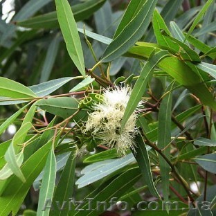 Эвкалипт эфирное масло эвкалиптовое эвкалипта Киев - <ro>Изображение</ro><ru>Изображение</ru> #1, <ru>Объявление</ru> #1634274