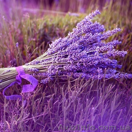 Лаванда эфирное масло лаванды лавандовое масло - <ro>Изображение</ro><ru>Изображение</ru> #1, <ru>Объявление</ru> #1634263