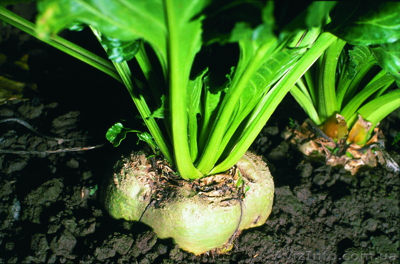 Цукровий буряк - АВТОРИТЕТНИЙ - <ro>Изображение</ro><ru>Изображение</ru> #1, <ru>Объявление</ru> #1642166