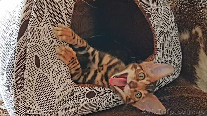 Котята бенгальской породы. Новогодние цены! - <ro>Изображение</ro><ru>Изображение</ru> #1, <ru>Объявление</ru> #1643818