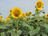 Рими насіння соняшнику під євро-лайтнінг - <ro>Изображение</ro><ru>Изображение</ru> #1, <ru>Объявление</ru> #1643425