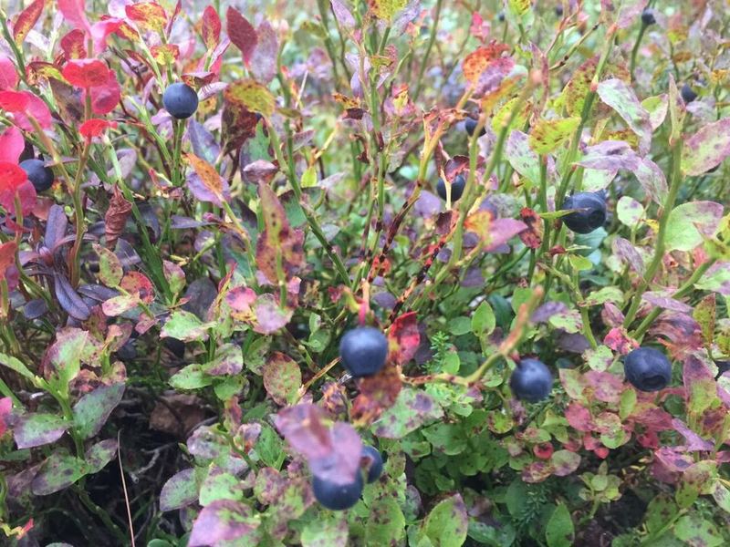 Сбор ягод в Финляндии, предложение от собственника апартаментов. - <ro>Изображение</ro><ru>Изображение</ru> #1, <ru>Объявление</ru> #1651103