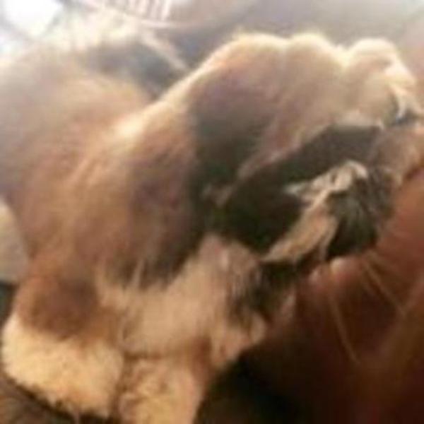 Породный щенок ши тцу - <ro>Изображение</ro><ru>Изображение</ru> #1, <ru>Объявление</ru> #1655958