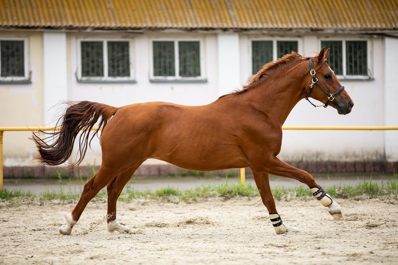 Продам мерина УВП Дубровник - <ro>Изображение</ro><ru>Изображение</ru> #1, <ru>Объявление</ru> #1658496