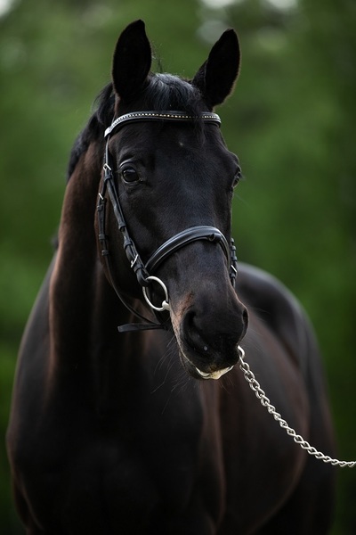 Продам мерина Гений - <ro>Изображение</ro><ru>Изображение</ru> #1, <ru>Объявление</ru> #1658494