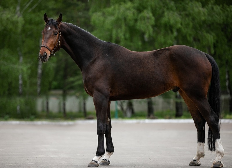 Продам мерина УВП Карат - <ro>Изображение</ro><ru>Изображение</ru> #1, <ru>Объявление</ru> #1658499