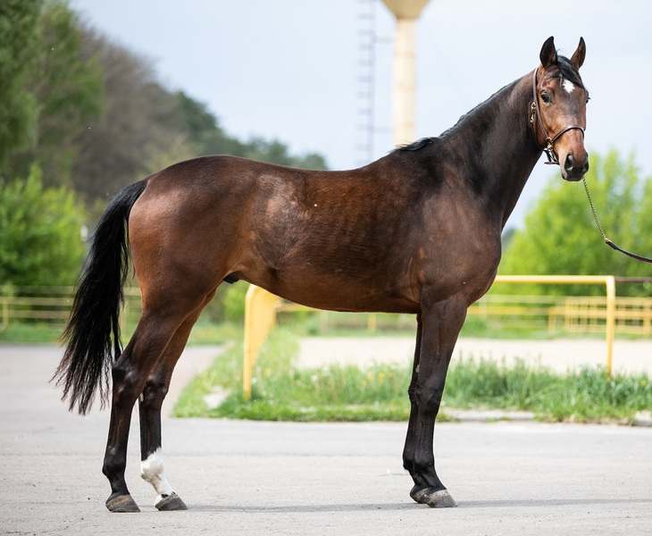 Продам мерина УВП Кумир - <ro>Изображение</ro><ru>Изображение</ru> #1, <ru>Объявление</ru> #1658500