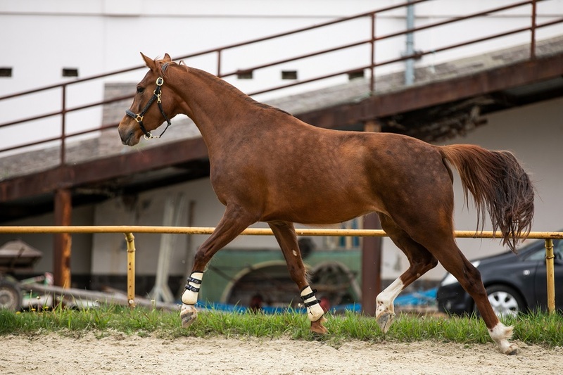 Продам мерина УВП Павловск - <ro>Изображение</ro><ru>Изображение</ru> #1, <ru>Объявление</ru> #1658502