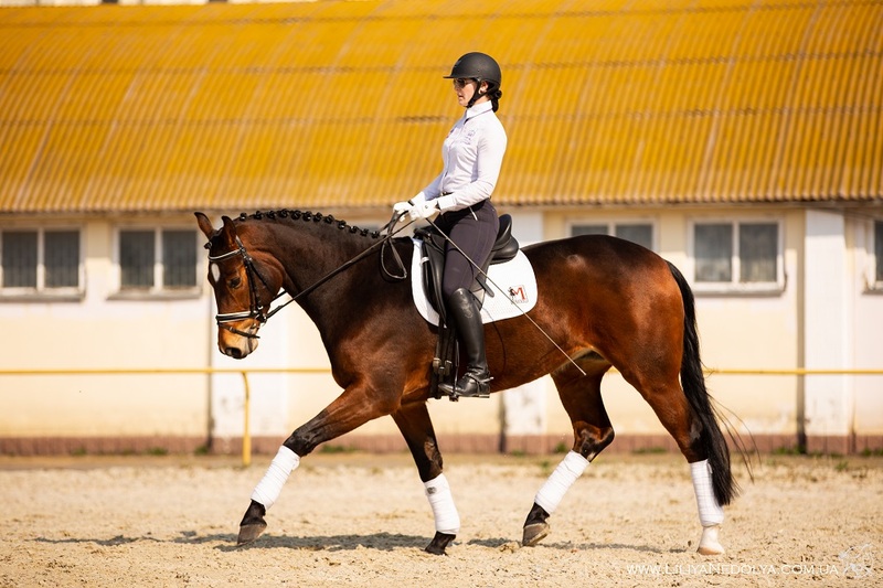 Продам мерина Велтон - <ro>Изображение</ro><ru>Изображение</ru> #1, <ru>Объявление</ru> #1658493