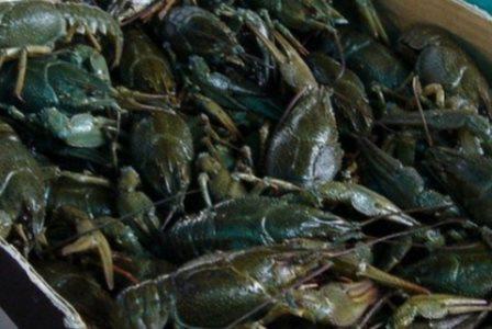 Закупаем Раки оптом. Ищем постоянных поставщиков - <ro>Изображение</ro><ru>Изображение</ru> #1, <ru>Объявление</ru> #1675758