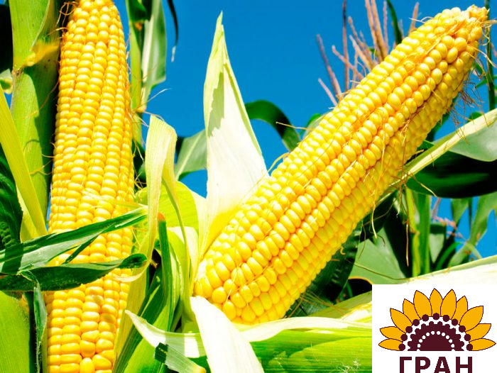 Гран 240/гібрид кукурудзи - <ro>Изображение</ro><ru>Изображение</ru> #1, <ru>Объявление</ru> #1675604