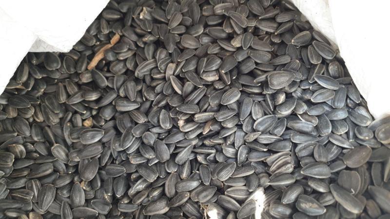 Закупаем семечку кондитерскую урожая 2019 года, Киев - <ro>Изображение</ro><ru>Изображение</ru> #1, <ru>Объявление</ru> #1687146