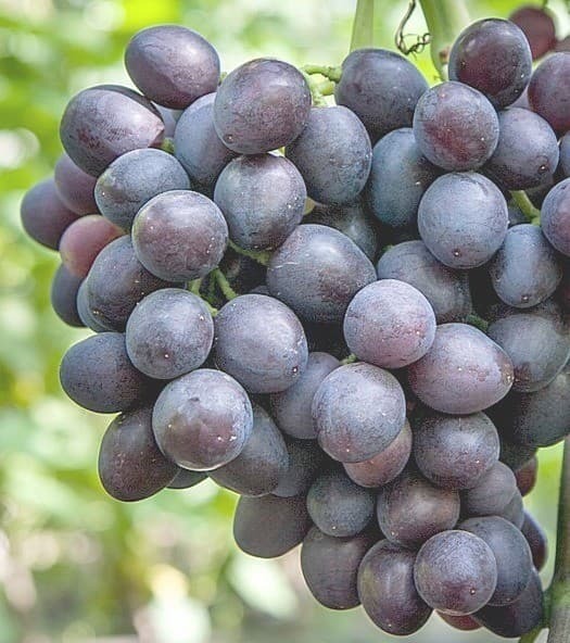 Саженцы винограда Аюта - <ro>Изображение</ro><ru>Изображение</ru> #1, <ru>Объявление</ru> #1698523