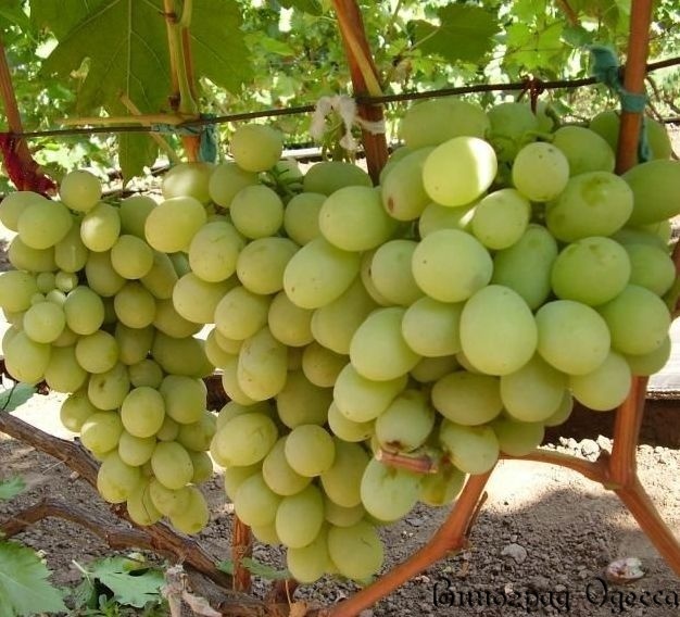 Саженцы винограда Айвенго - <ro>Изображение</ro><ru>Изображение</ru> #1, <ru>Объявление</ru> #1698509