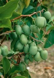 Саженцы актинидии Киевской Гибридной - <ro>Изображение</ro><ru>Изображение</ru> #1, <ru>Объявление</ru> #1698602