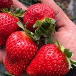 Саженцы клубники Альфа Центавра - <ro>Изображение</ro><ru>Изображение</ru> #1, <ru>Объявление</ru> #1698586