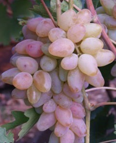 Саженцы винограда Авраам - <ro>Изображение</ro><ru>Изображение</ru> #1, <ru>Объявление</ru> #1698548