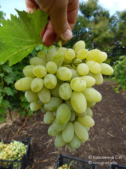 Саженцы винограда Белла - <ro>Изображение</ro><ru>Изображение</ru> #1, <ru>Объявление</ru> #1698506