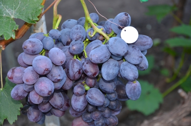 Саженцы винограда Бруно - <ro>Изображение</ro><ru>Изображение</ru> #1, <ru>Объявление</ru> #1698555