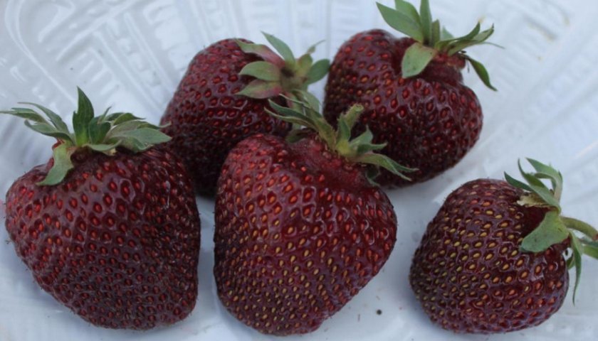 Саженцы клубники Черный Принц - <ro>Изображение</ro><ru>Изображение</ru> #1, <ru>Объявление</ru> #1698589