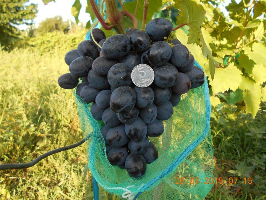 Саженцы винограда Джафар Кара - <ro>Изображение</ro><ru>Изображение</ru> #1, <ru>Объявление</ru> #1698540