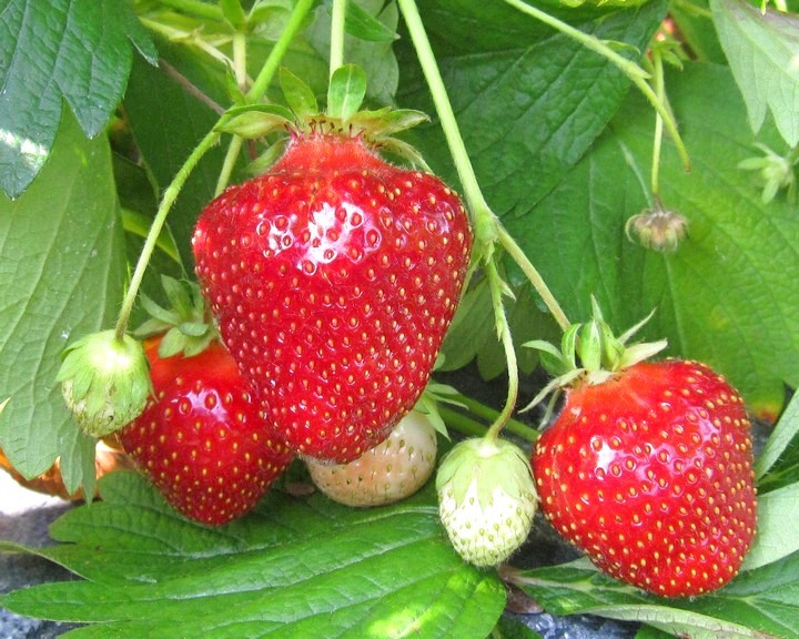 Саженцы клубники Джоли - <ro>Изображение</ro><ru>Изображение</ru> #1, <ru>Объявление</ru> #1698572