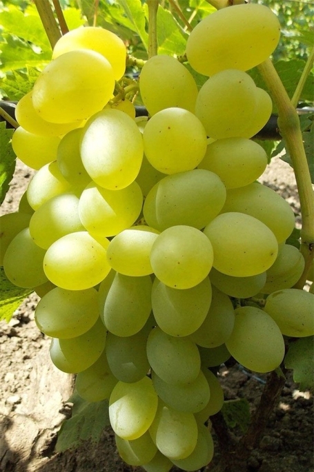 Саженцы винограда Елизавета - <ro>Изображение</ro><ru>Изображение</ru> #1, <ru>Объявление</ru> #1698514