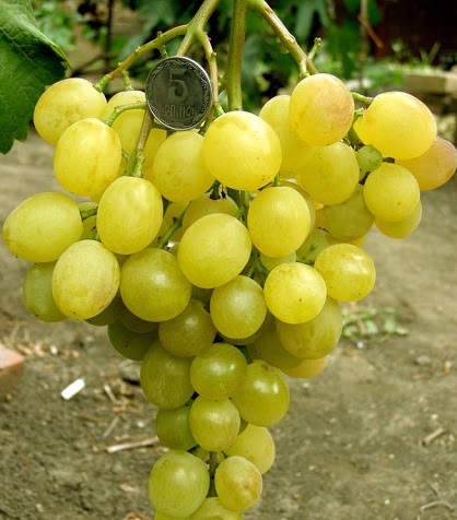 Саженцы винограда Хип Хоп - <ro>Изображение</ro><ru>Изображение</ru> #1, <ru>Объявление</ru> #1698539