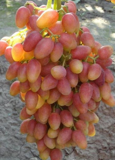 Саженцы винограда Хохотушка - <ro>Изображение</ro><ru>Изображение</ru> #1, <ru>Объявление</ru> #1698560