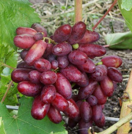 Саженцы винограда Изюминка - <ro>Изображение</ro><ru>Изображение</ru> #1, <ru>Объявление</ru> #1698596