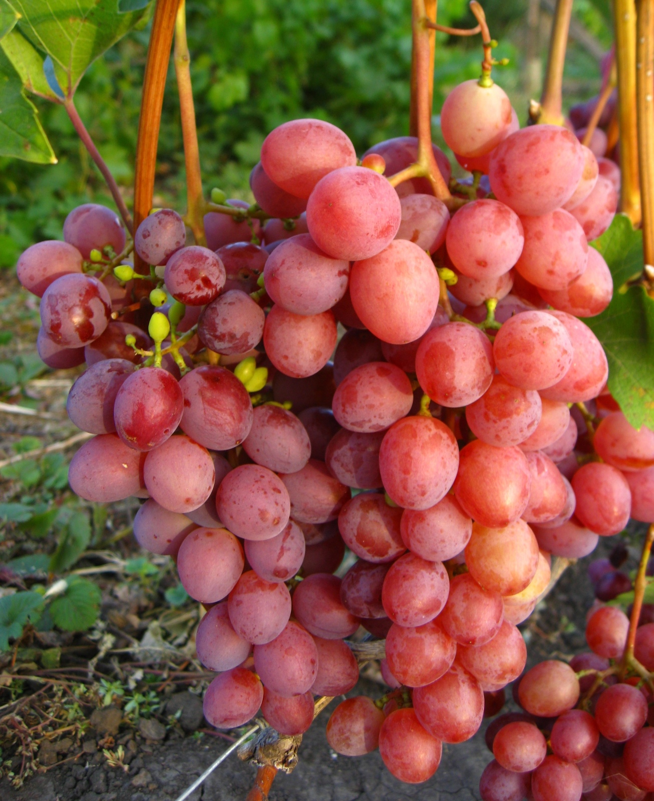 Саженцы винограда Изумление - <ro>Изображение</ro><ru>Изображение</ru> #1, <ru>Объявление</ru> #1698558