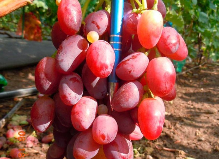 Саженцы винограда Ягуар - <ro>Изображение</ro><ru>Изображение</ru> #1, <ru>Объявление</ru> #1698553