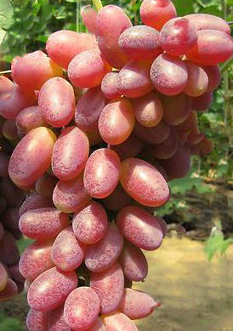 Саженцы винограда Юбилей Херсонского Дачника - <ro>Изображение</ro><ru>Изображение</ru> #1, <ru>Объявление</ru> #1698513