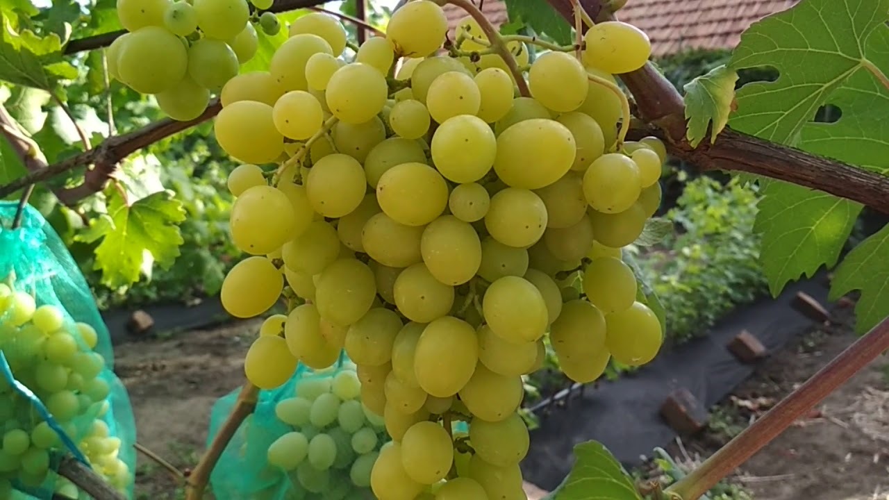 Саженцы винограда Каприз (Тайна Монаха) - <ro>Изображение</ro><ru>Изображение</ru> #1, <ru>Объявление</ru> #1698520